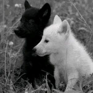 Meet your Posher, Nina